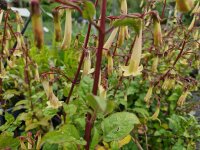 Phygelius Lemon Teardrops