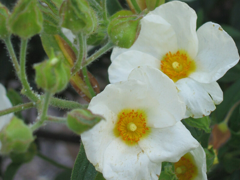 Cistus laurifolius (ASpT)