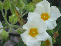 Cistus laurifolius (ASpT)