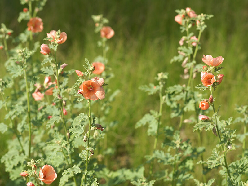 Sphaeralcea ambigua Childerley P1