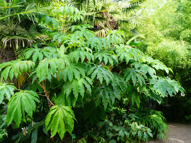Tetrapanax papyrifer Rex P1