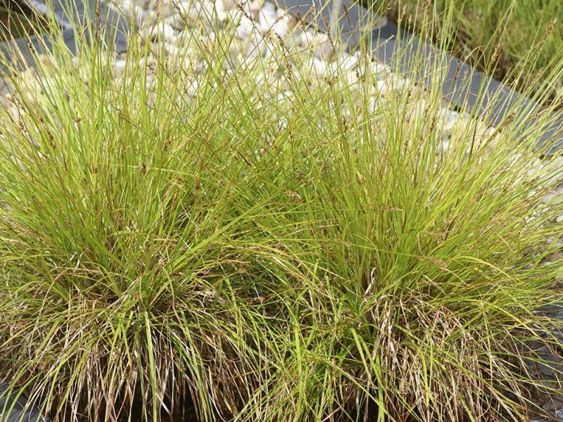Carex elongata