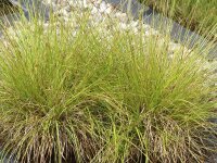 Carex elongata