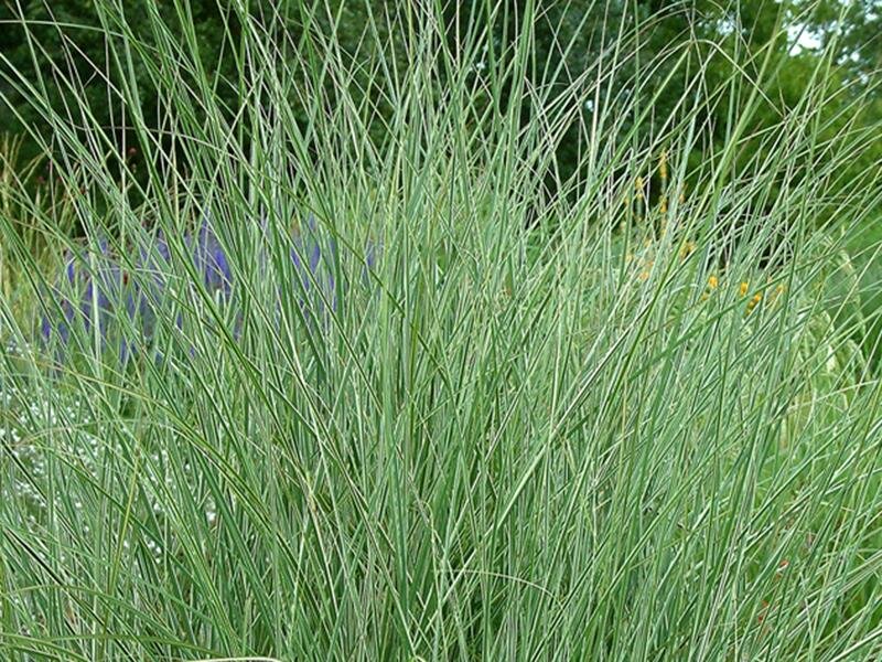 Miscanthus Sinensis-Hybr. Morning Light P1