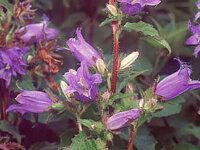Campanula trachelium