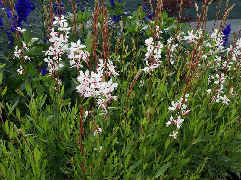 Gaura lindheimeri Whirling Butterflies P1
