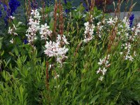 Gaura lindheimeri Whirling Butterflies P1