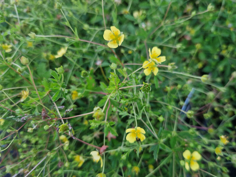 Potentilla erecta