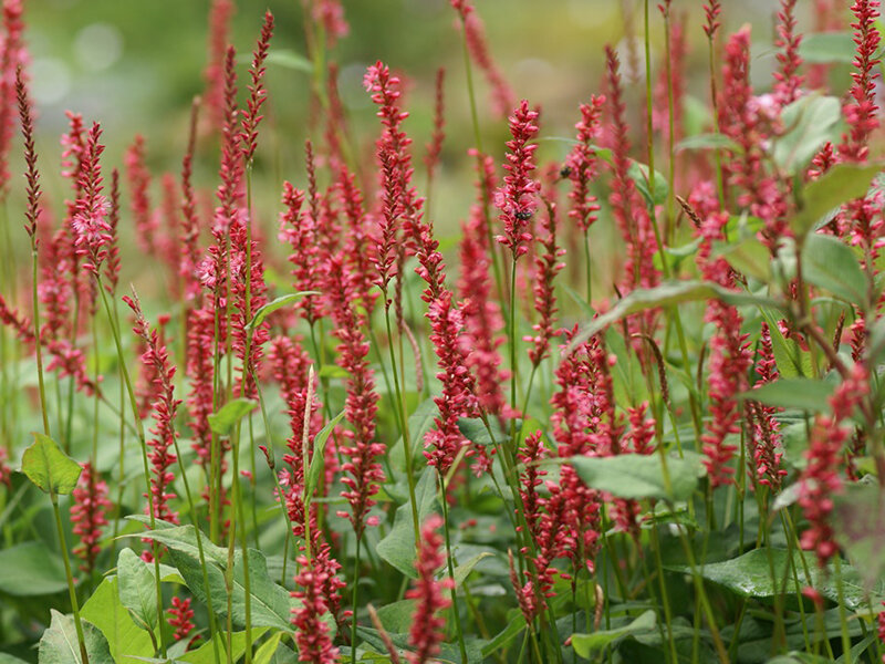 Bistorta amplexicaulis Orangofield® P1