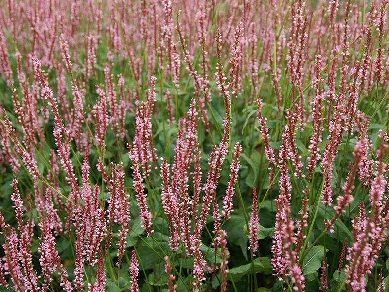 Bistorta amplexicaulis Rosea P1