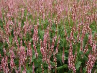 Bistorta amplexicaulis Rosea P1