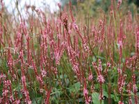 Bistorta (Persicaria) amplexicaulis Early Pink Lady P1