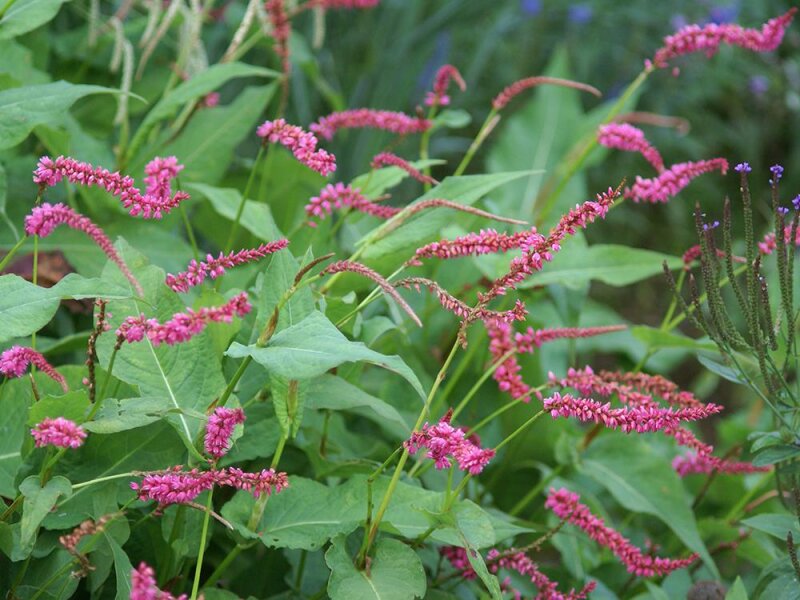 Bistorta amplexicaulis Janet P1
