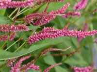 Bistorta amplexicaulis Janet P1