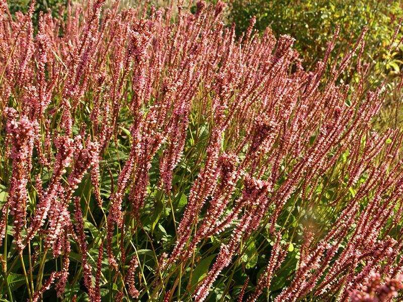 Bistorta amplexicaule Fine Pink P1