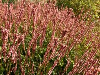 Bistorta amplexicaule Fine Pink P1