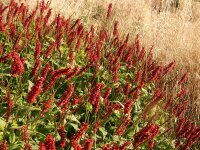 Bistorta amplexicaulis J.S. Caliente P1