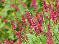 Bistorta amplexicaulis J.S. Caliente P1