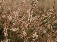 Bistorta amplexicaulis White Eastfield  P1