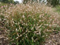Bistorta amplexicaulis White Eastfield  P1