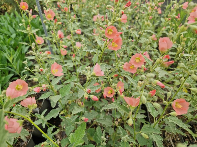 Sphaeralcea ambigua Charmeuse