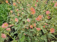 Sphaeralcea ambigua Charmeuse