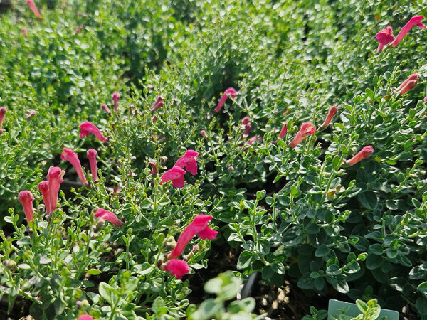 Scutellaria suffrutescens Cherry Skullcap