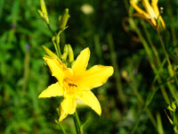 Hemerocallis Hybr. Berlin Multi