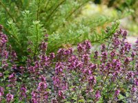 Teucrium trapezunticum (ASpT)