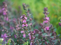 Teucrium trapezunticum P1