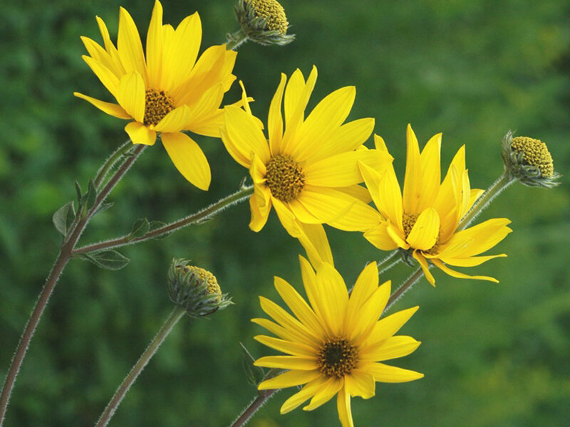 Helianthus occidentalis