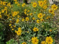 Helianthus occidentalis
