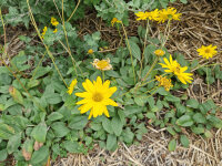 Helianthus occidentalis