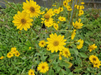 Helianthus occidentalis