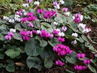 Cyclamen coum Rubrum