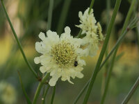 Cephalaria gigantea P1