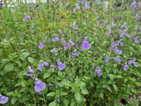 Salvia x jamensis Delice Aquamarine