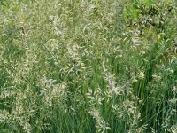 Festuca sp. Galičica