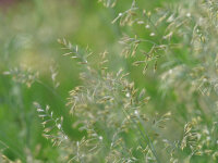 Festuca sp. Galičica