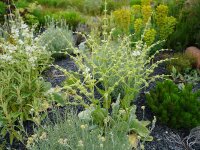 Salvia argentea