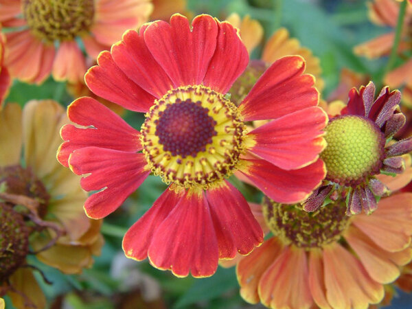 Helenium Hybr. Moerheim Beauty