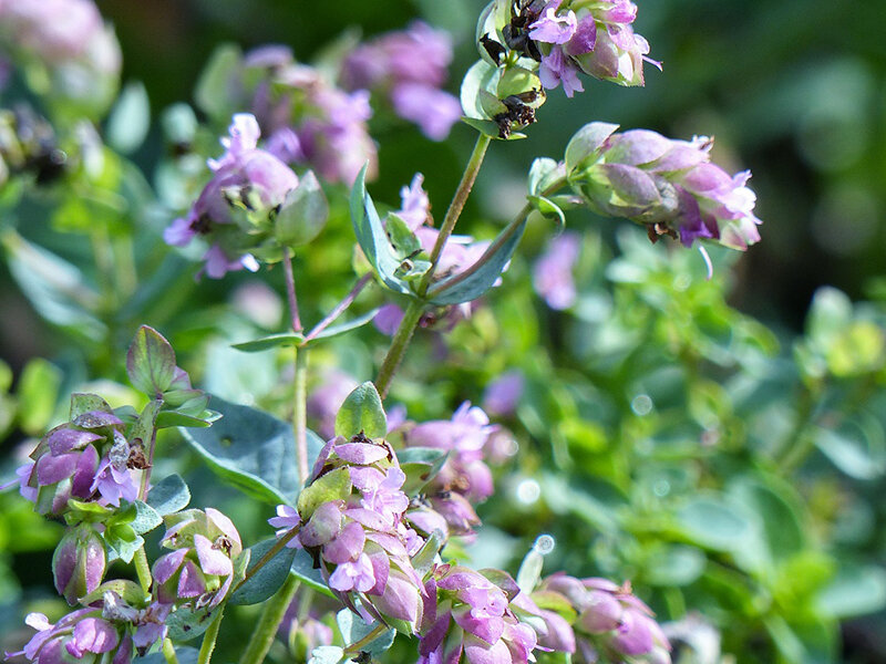 Origanum Dingle Fairy