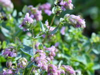 Origanum Dingle Fairy