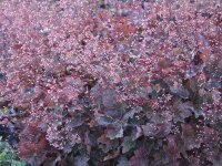 Heuchera micrantha Rachael P1