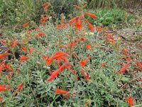 Zauschneria californica