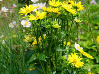 Silphium perfoliatum JS Maya