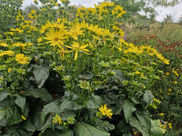 Silphium perfoliatum JS Maya