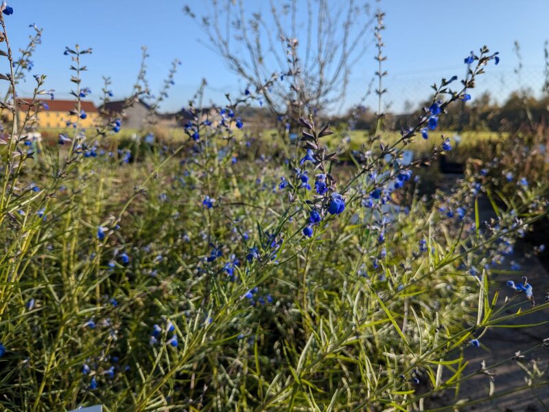 Salvia reptans (West-Texas Form)