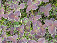 Trifolium repens Dark Debbie