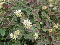 Trifolium repens Dark Debbie